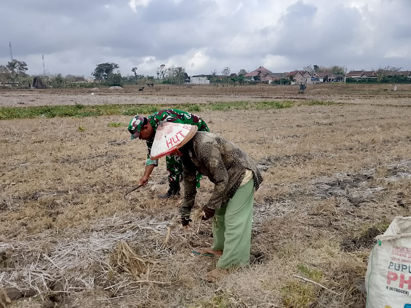 Babinsa Panggunghuni Dampingi Petani Bersihkan Lahan Jagung, Dorong Produktivitas Pertanian